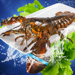 獐子岛波士顿鲜活龙虾700g 加拿大进口海鲜水产大龙虾波斯顿活虾