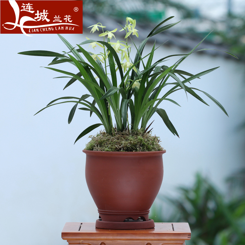 龙岩素 连城兰花素心建兰 绿 色植物盆景 室内阳台鲜花花卉盆栽